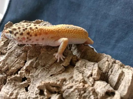 Gekon lamparci Id : [S0S] Więcej informacji w opisie, , Mława