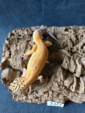 Gekon lamparci Id : [S0S] Więcej informacji w opisie, , Mława