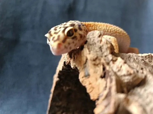Gekon lamparci Id : [S0S] Więcej informacji w opisie