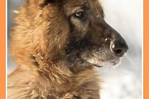 MUZA,owczarek niem.mądra,łagodna,spokojna suka.ADOPCJA,  małopolskie Kraków