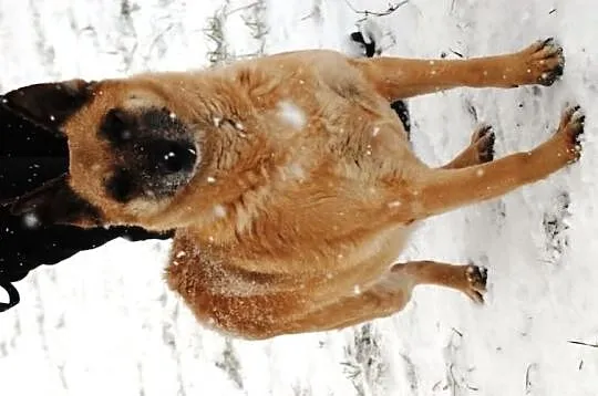 Pinia - urocza suczka, wesoła ale spokojna, 25 kg,