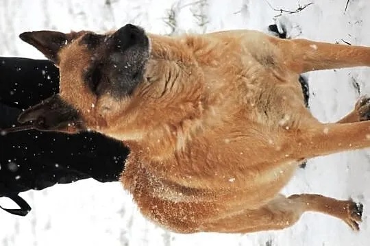 Pinia - urocza suczka, wesoła ale spokojna, 25 kg,
