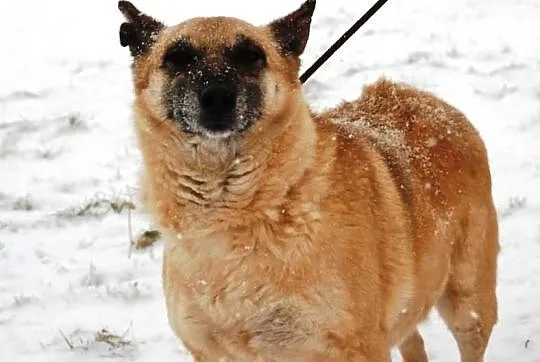 Pinia - urocza suczka, wesoła ale spokojna, 25 kg,