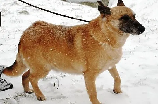 Pinia - urocza suczka, wesoła ale spokojna, 25 kg,