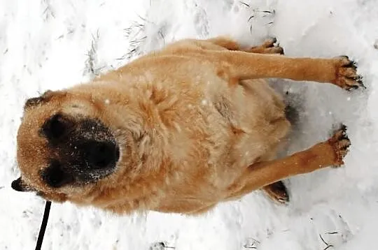 Pinia - urocza suczka, wesoła ale spokojna, 25 kg,