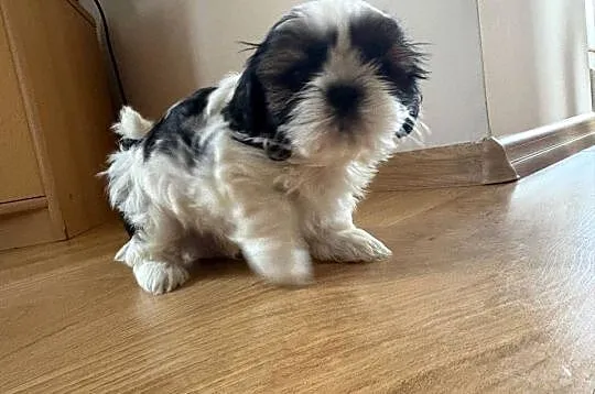 Piesek shih tzu