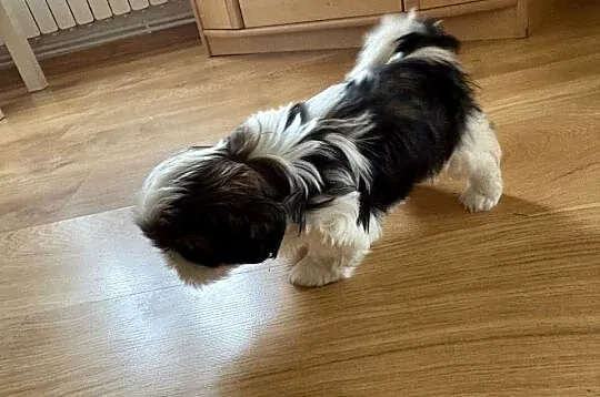 Piesek shih tzu, Mazowieckie, Lipa