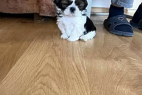 Piesek shih tzu, Mazowieckie, Lipa