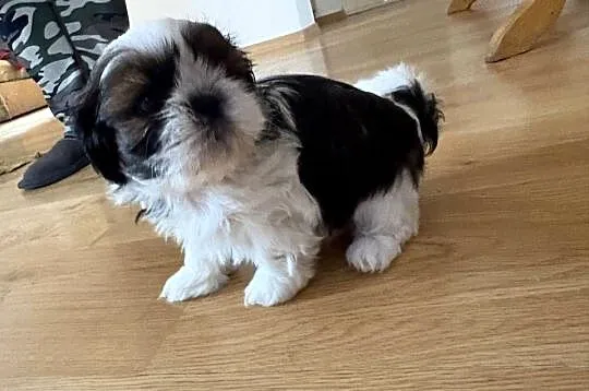 Piesek shih tzu, Mazowieckie, Lipa