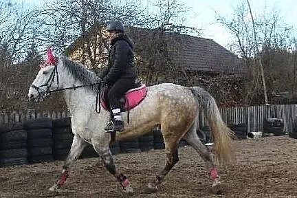 Piękna siwa klacz, , Janów