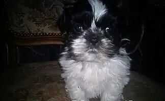 Śliczny piesek shih- tzu