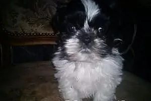 Śliczny piesek shih- tzu