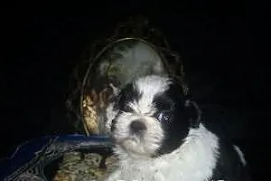 Śliczny piesek shih- tzu