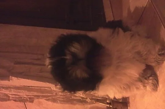 Śliczny piesek shih- tzu