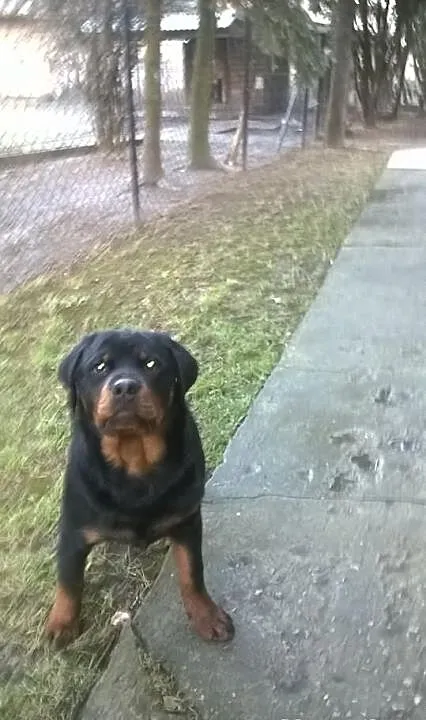 Rottweiler suczka z rodowodem ZKwP,FCI