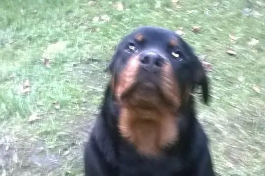 Rottweiler suczka z rodowodem ZKwP,FCI