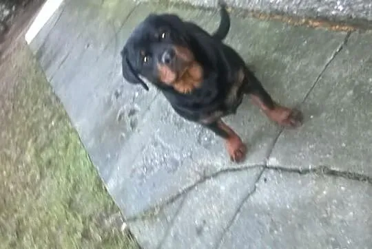 Rottweiler suczka z rodowodem ZKwP,FCI