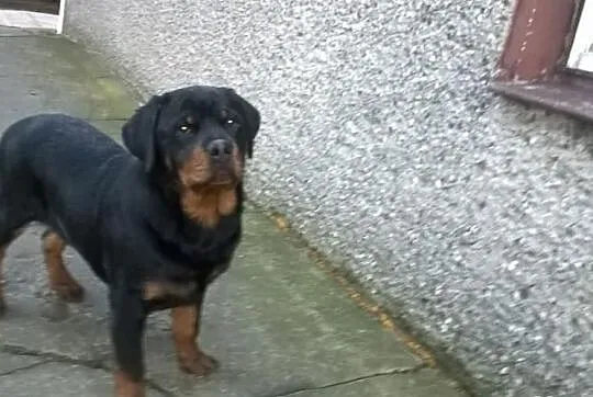 Rottweiler suczka z rodowodem ZKwP,FCI