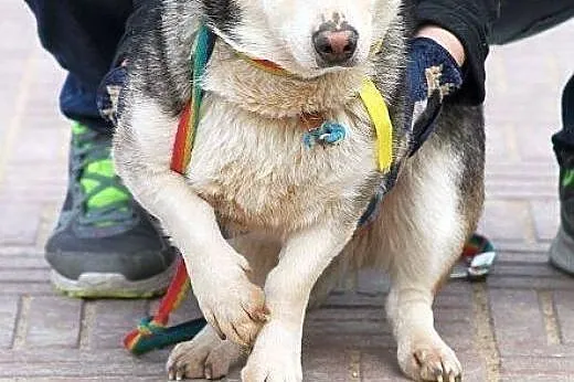 MRÓWA młodziutka, niewielka, nimi husky SZUKA DOMU