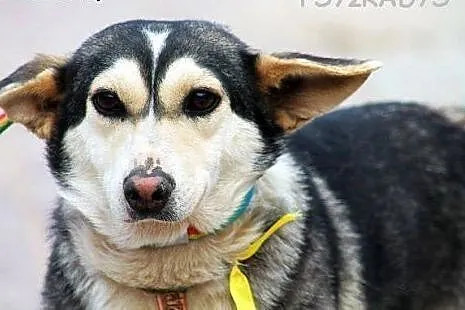 MRÓWA młodziutka, niewielka, nimi husky SZUKA DOMU