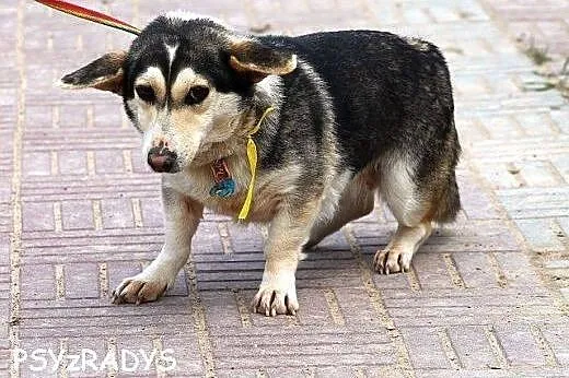 MRÓWA młodziutka, niewielka, nimi husky SZUKA DOMU