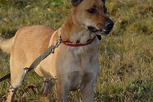 Ruda i jej niegasnąca radość i miłość do człowieka
