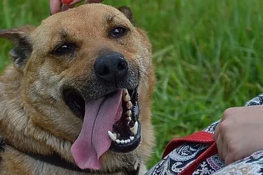 Ruda i jej niegasnąca radość i miłość do człowieka