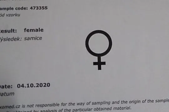 Papuga czerwonoskrzydła, krasnopiórka samica z DNA, Mazowieckie, Radom