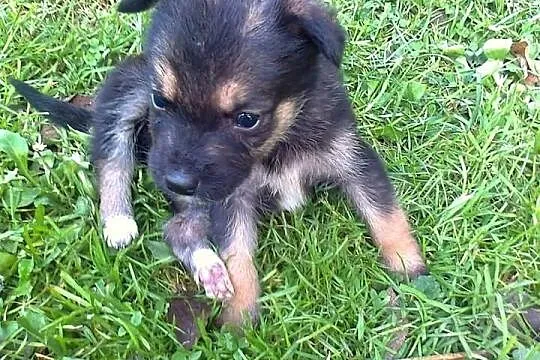 Suczki do oddania w dobre ręce bardzo proszę o pom