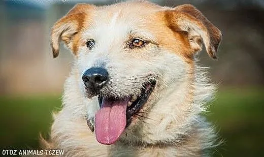 OTOZ Animals - Remus - cudny szorstkowłosy psiak o