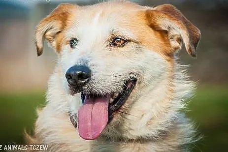 OTOZ Animals - Remus - cudny szorstkowłosy psiak o