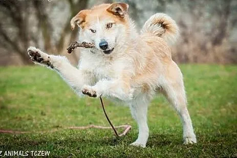 OTOZ Animals - Remus - cudny szorstkowłosy psiak o