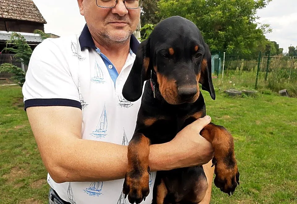 Gończy polski, Zachodniopomorskie, Glicko