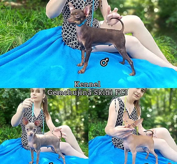 Rosyjski Toy chlopczyk z dokumentami FCI, Świętokrzyskie, Wodzisław