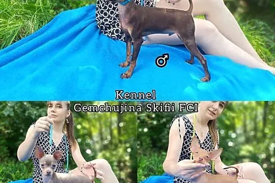 Rosyjski Toy chlopczyk z dokumentami FCI, Świętokrzyskie, Wodzisław