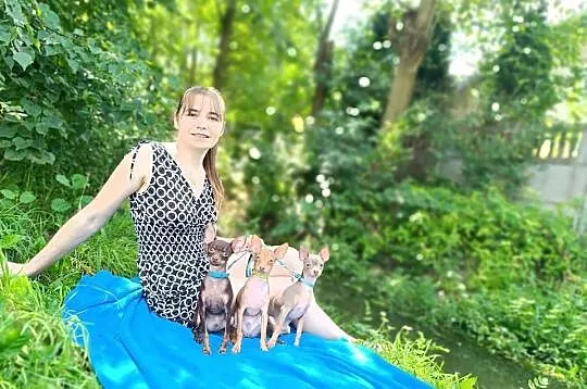 Rosyjski Toy chlopczyk z dokumentami FCI, Świętokrzyskie, Wodzisław
