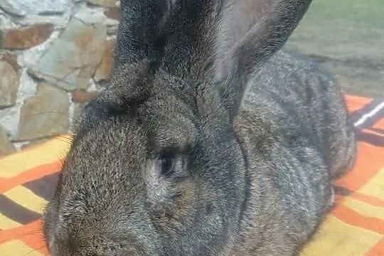 Samiec BOS