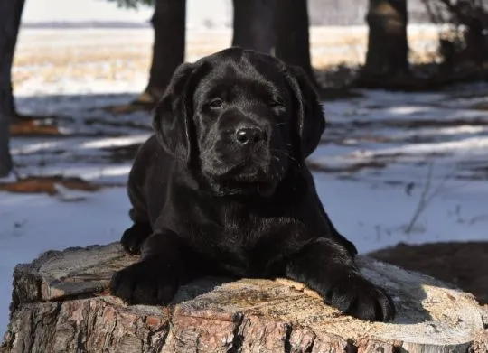 szczenięta labradorów do adopcji e-mail: {{{tamarabraine@gmail.com}},, Mazowieckie, Warszawa