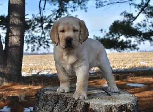 szczenięta labradorów do adopcji e-mail: {{{tamarabraine@gmail.com}},, Mazowieckie, Warszawa