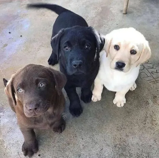 szczenięta labradorów do adopcji e-mail: {{{tamarabraine@gmail.com}},