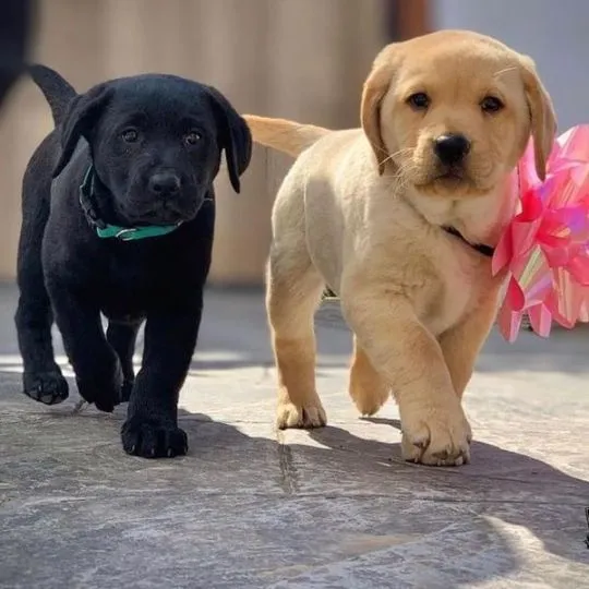 szczenięta labradorów do adopcji e-mail: {{{tamarabraine@gmail.com}},, Mazowieckie, Warszawa