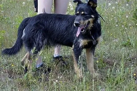 Scooby - uroczy, większy psiak - idealny przyjacie
