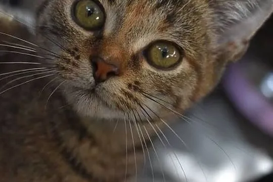 Śliczna, maleńka koteczka Grammy - kto ją pokocha?, Piotrków Trybunalski