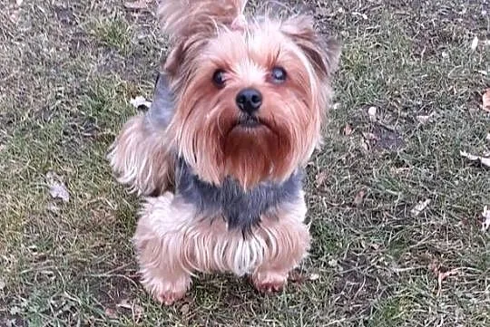Szczeniaki Pieski Rasy York Yorki