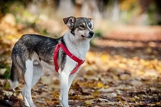 LIPTON - czyli CUDOWNE 9 kg miłości i słodyczy