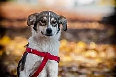 LIPTON - czyli CUDOWNE 9 kg miłości i słodyczy