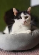 Spokojny, delikatny, grzeczny kotek Drucik  Drucik szuka spokojnego domu! To kilkuletni kocurek, któ
