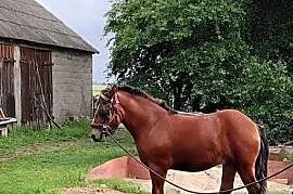 Ogierek Zimnokrwisty