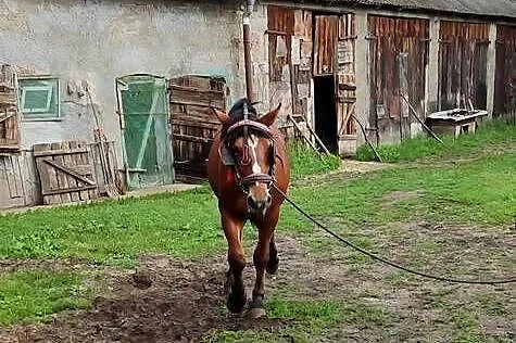 Ogierek Zimnokrwisty, Kujawsko-pomorskie, Czernikowo