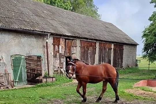 Ogierek Zimnokrwisty, Kujawsko-pomorskie, Czernikowo